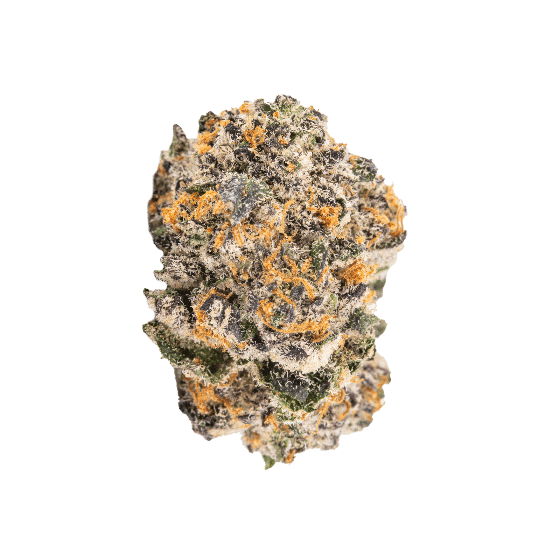Black Cherry Gelato Hauler - 3.5g