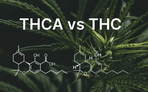 Differences between THCA and THC